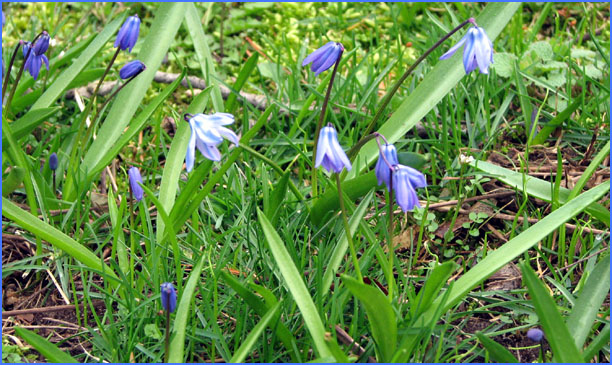 blue_clip_grass.jpg (143792 bytes)