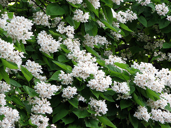catalpa_blooms.jpg (159909 bytes)