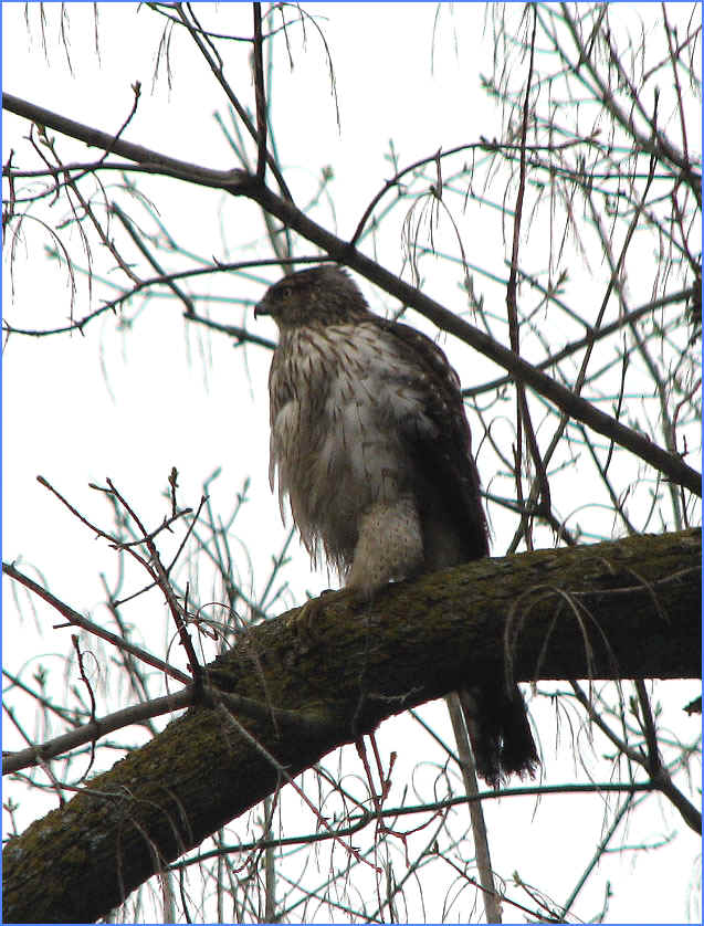 marsh_hawk_gd_circle_4_2007.jpg (234179 bytes)