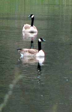 013.jpg (56274 bytes)