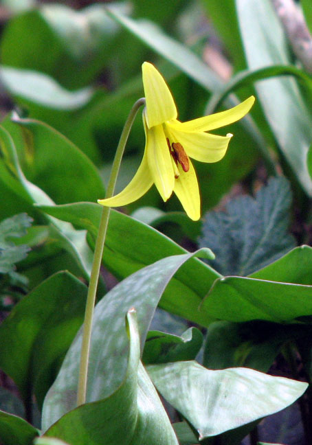 trout_lily.jpg (102484 bytes)